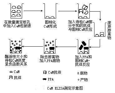 酶聯(lián)免疫吸附劑測(cè)定的原理