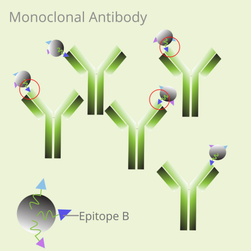 單克隆抗體和