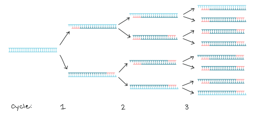 PCR擴(kuò)增